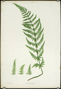 cover of Lastrea dilatata Chanteriae.