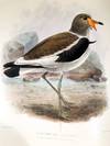 The geographical distribution of the family charadriidae, or the plovers, sandpipers, snipes, and their allies