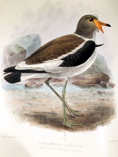 The geographical distribution of the family charadriidae, or the plovers, sandpipers, snipes, and their allies