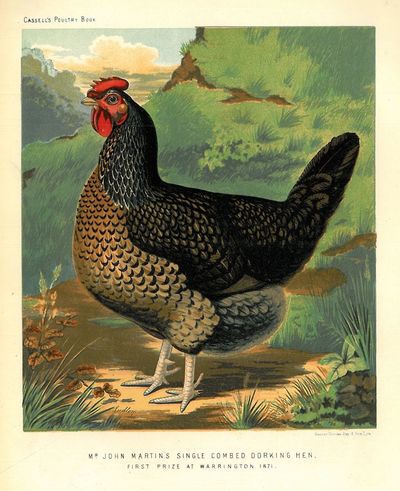 Originalt kromolitografi fra “Cassell’s Poultry…