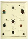 Reproducción/Reproduction 8112675804: Entomologie, ou, Histoire naturelle des insectes :. A Paris :De l'Imprimerie de Baudoin,1789-1808.