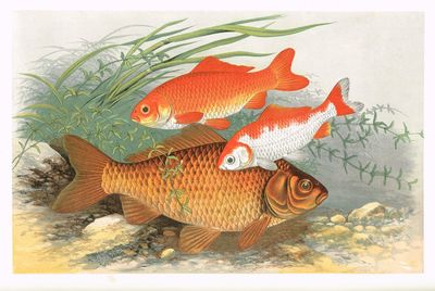 British Fresh-Water Fishes. Illustrated with a…