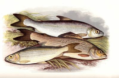 British Fresh-Water Fishes. Illustrated with a coloured figure of each species drawn from nature by A. F. Lydon and numerous en- gravings. (photo 3)