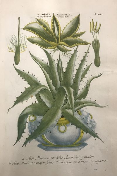 Regensburg: H. Lentz and H.G. Neubauer. unbound. Botanical. Color mezzotint with hand coloring. Page...