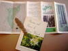 Flowers and Ferns of Muir Woods (and) Muir Woods (pamphlet) (and) pressed fern.