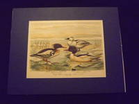 Naturgeschichte der Vogel Mitteleuropas…