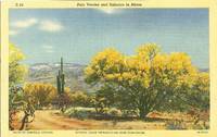Palo Verdes and Sahuaro in Bloom, Arizona unused linen Postcard