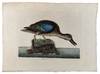 Querquedula [Blue-Winged Teal]