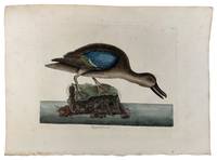 Querquedula [Blue-Winged Teal]