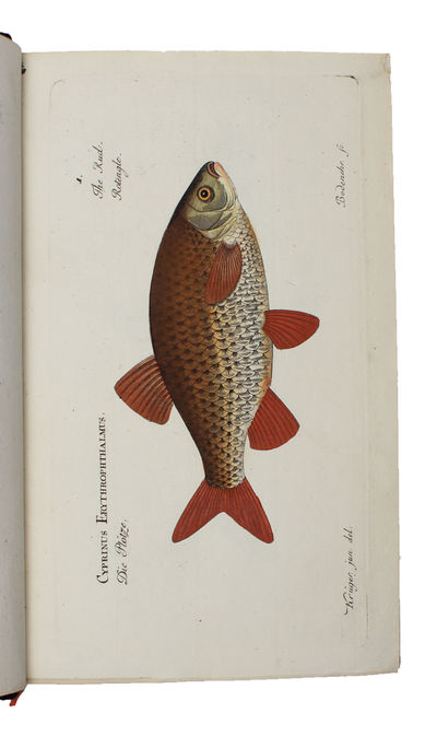 Ichthyologie ou Histoire Naturelle des Poissons. En Six Parties avec 216 Planches dessinées et enluminées d'après Nature. - [FIRST 8VO-EDITION OF BLOCH'S MAGNIFICENT ICHTHYOLOGY] (photo 2)