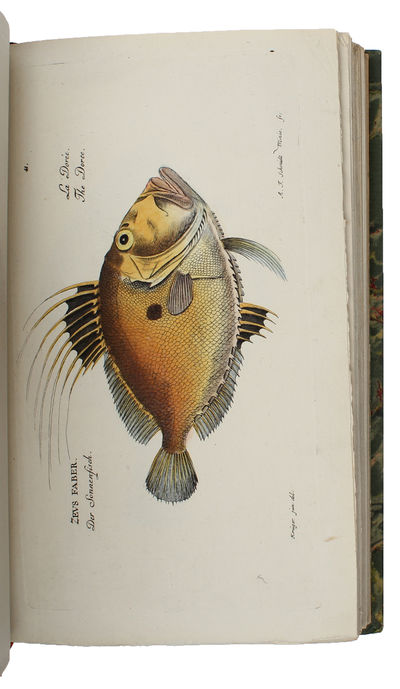 Ichthyologie ou Histoire Naturelle des Poissons. En Six Parties avec 216 Planches dessinées et enluminées d'après Nature. - [FIRST 8VO-EDITION OF BLOCH'S MAGNIFICENT ICHTHYOLOGY] (photo 3)