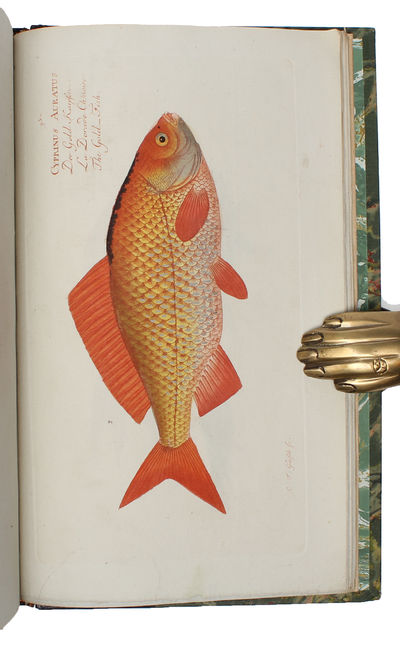 Ichthyologie ou Histoire Naturelle des Poissons. En Six Parties avec 216 Planches dessinées et enluminées d'après Nature. - [FIRST 8VO-EDITION OF BLOCH'S MAGNIFICENT ICHTHYOLOGY] (photo 4)