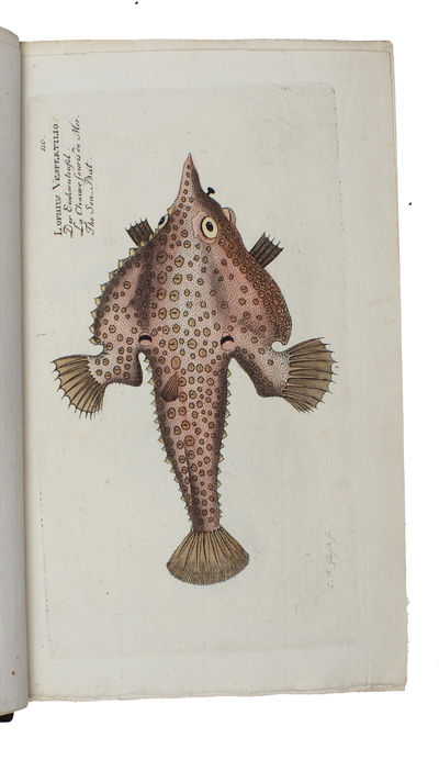 Ichthyologie ou Histoire Naturelle des Poissons. En Six Parties avec 216 Planches dessinées et enluminées d'après Nature. - [FIRST 8VO-EDITION OF BLOCH'S MAGNIFICENT ICHTHYOLOGY] (photo 6)