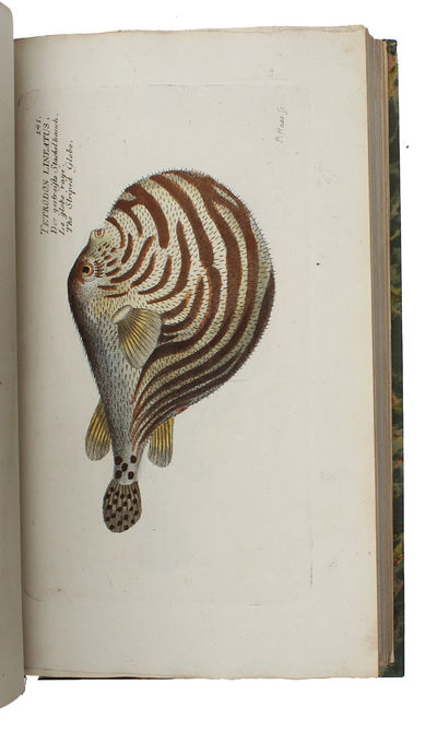 Ichthyologie ou Histoire Naturelle des Poissons. En Six Parties avec 216 Planches dessinées et enluminées d'après Nature. - [FIRST 8VO-EDITION OF BLOCH'S MAGNIFICENT ICHTHYOLOGY] (photo 7)