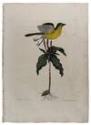 Oenanthe Americana & Solanum purpureo [Yellow Breasted Chat with Spotted Wakerobin]