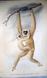 Description Des Mammiferes Nouveaux Ou Imparfaitement Connus De La Collection Du Museum...