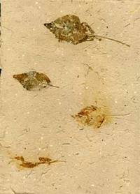 image of Handmade Paper and Collage with Birch Leaves