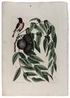 Reticilla Americana & Juglans Nigra [Redstart with Black Walnut]