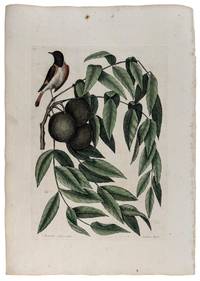 Reticilla Americana & Juglans Nigra [Redstart with Black Walnut]