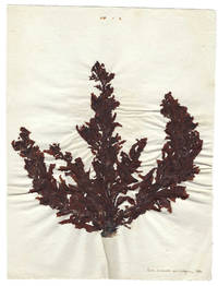 cover of A Collection of Seaweed Specimens from French Algeria