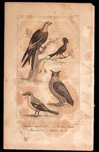 Print from A History of the Earth and Animated Nature