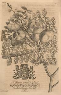 The Horse-Nicker or Chick-Stone Tree - plate 18 from A Natural History of Barbados
