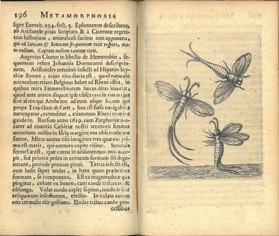 Metamorphosis et Historia Naturalis Insectorum. Cum Commentariis D. Joannis de Mey etc. etc. (photo 2)