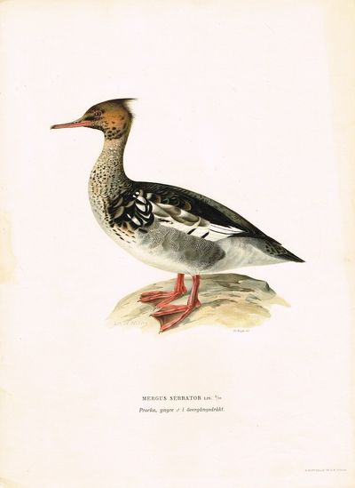 Mergus serrator. Pracka, yngre i övergångsdräkt.…