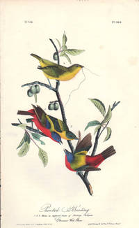 image of Painted Bunting