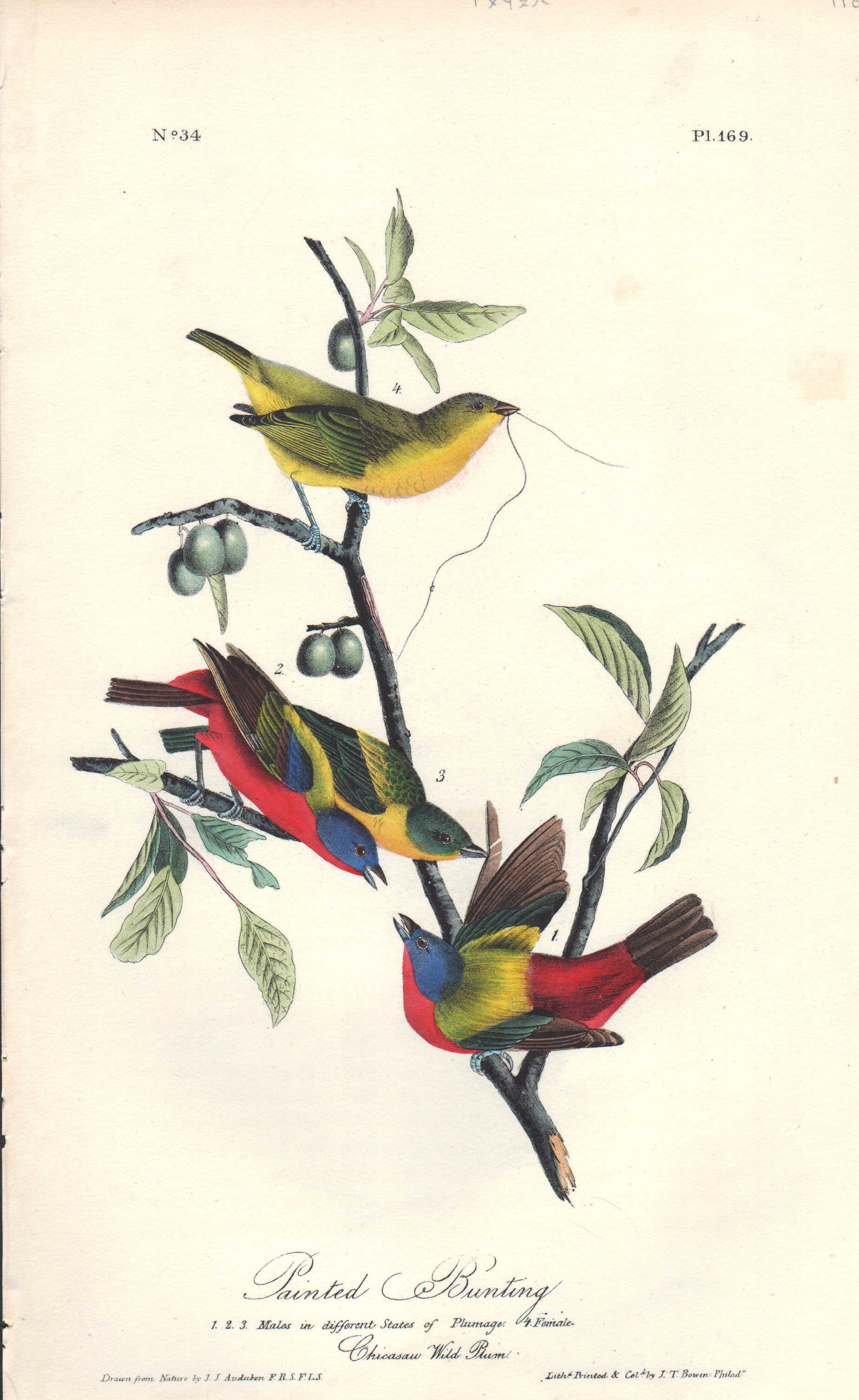 Painted Bunting by John James Audubon First Edition 18391844