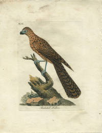 Hand colored engraving, "Radiated Falcon"