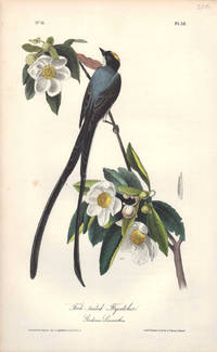 image of Fork-tailed Flycatcher