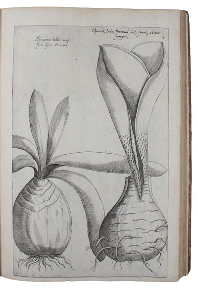 Florilegium amplissimum et selectissimum ; quo non tantum varia diversorum florum praestantissimorum et nunquam antea exhibitorum genera, sed et rarae quamplurimae indicarum plantarum, et radicium formae, ad vivum partibus duabus, quatuor etiam lingui... - [THE FAMOUS FLORILEGIUM] (photo 3)