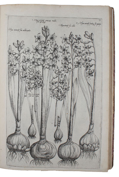 Florilegium amplissimum et selectissimum ; quo non tantum varia diversorum florum praestantissimorum et nunquam antea exhibitorum genera, sed et rarae quamplurimae indicarum plantarum, et radicium formae, ad vivum partibus duabus, quatuor etiam lingui... - [THE FAMOUS FLORILEGIUM] (photo 4)
