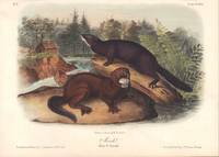 image of Mink