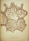 Studies in Pathological Anatomy