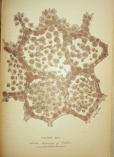Studies in Pathological Anatomy