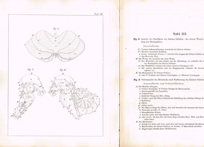 Der Bau des mensclichen Gehirns durch Abbildungen mit erläuterndem Texte. Mit 24 Kupferttafeln. (photo 2)