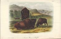image of American Bison or Buffalo