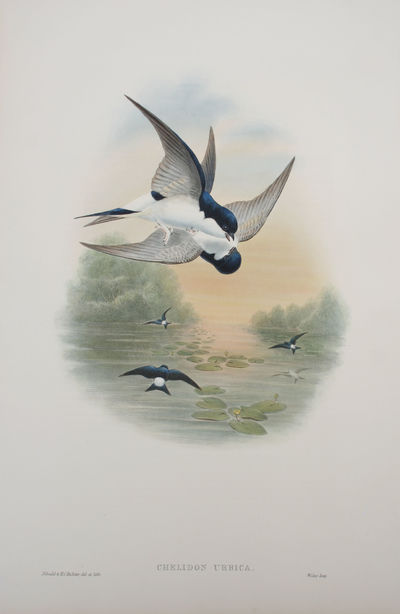 Chelidon Urbica. House-Martin.
