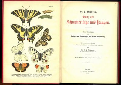 Buch der Schmetterlinge und Raupen. Eine…