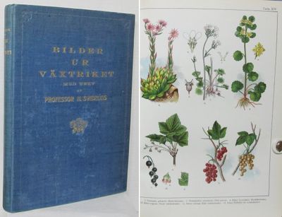 Bilder ur växtriket.  40 tavlor med 437 färglagda…