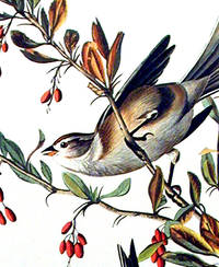 Tree Sparrow. From The Birds of America (Amsterdam Edition)