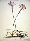 HORTUS NITIDISSIMIS ... : Lilio - Narcissus VI; Indian Lily-daffodil (print)