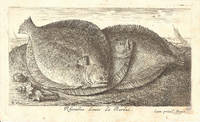 Rhombus Laeuis La Barbue [Etching by Albert Flamen]