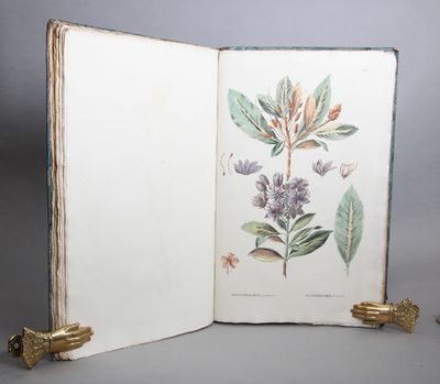 Flora Rossica seu stirpium Imperii Rossici per Europam et Asiam indigenarum descriptiones et icones. Volume 1. Part 1-2 (All published). 2 volumes. (photo 2)