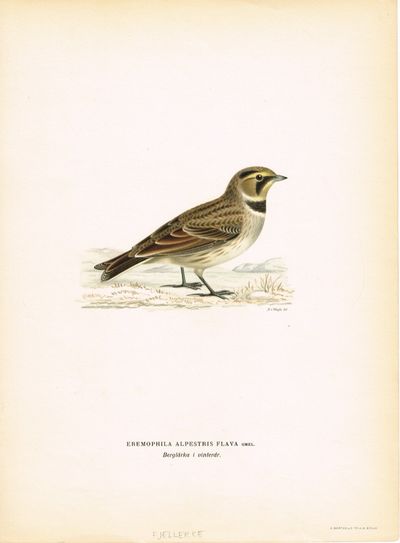 Eremophila alpestris flava. Berglärka i vinterdr.…