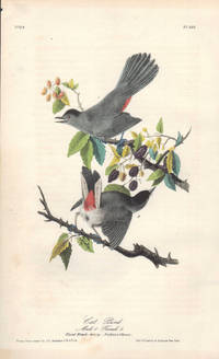 image of Cat Bird