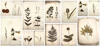 Exceptional 1835 Herbarium - Botanical Specimen Book Created by Philadelphia Man and Woman Team