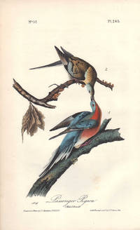 image of Passenger Pigeon